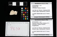 Foto (Objekt + Etikett) von Discutiolira moesica (Muţiu & Bădăluţă, 1971)  (NHMW-GEO-2014-0194-0638)